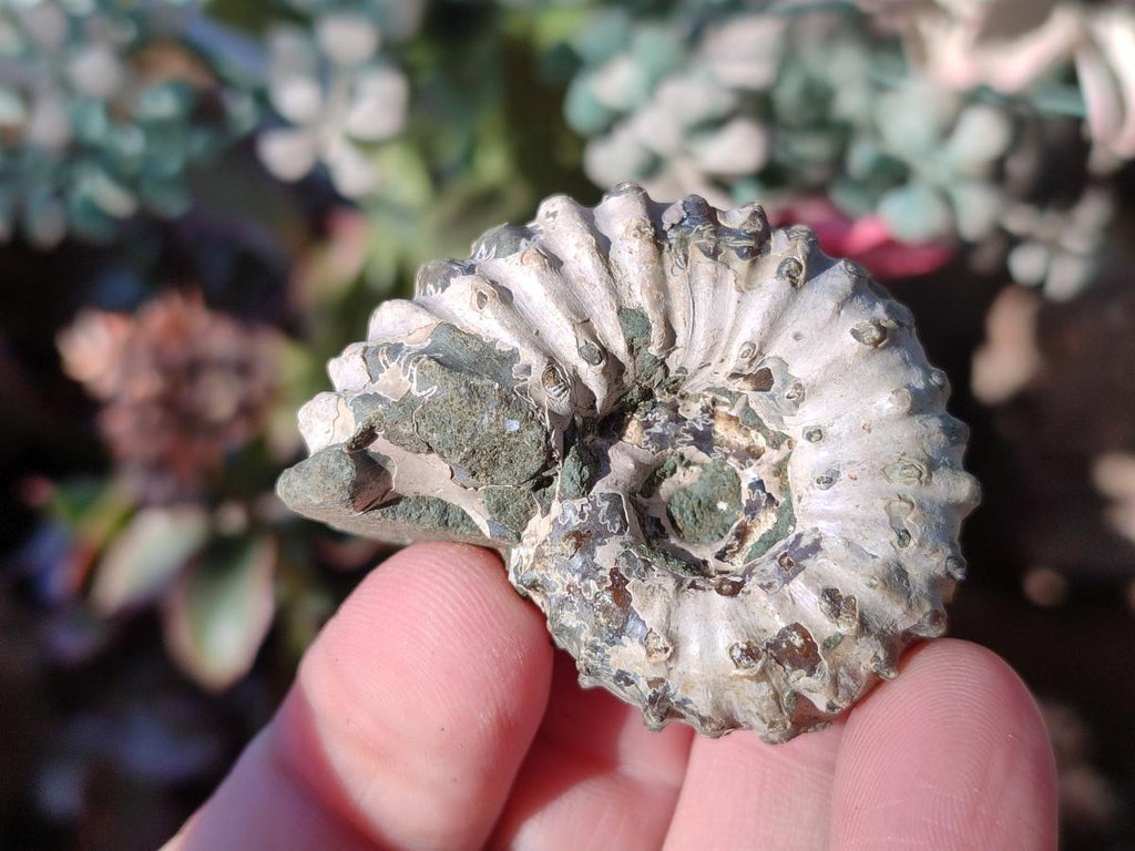 Natural Douvilleiceras Ammolite Ammonite Fossils x 24 From Maintirano, Madagascar - Toprock Gemstones and Minerals 