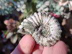 Natural Douvilleiceras Ammolite Ammonite Fossils x 24 From Maintirano, Madagascar - Toprock Gemstones and Minerals 