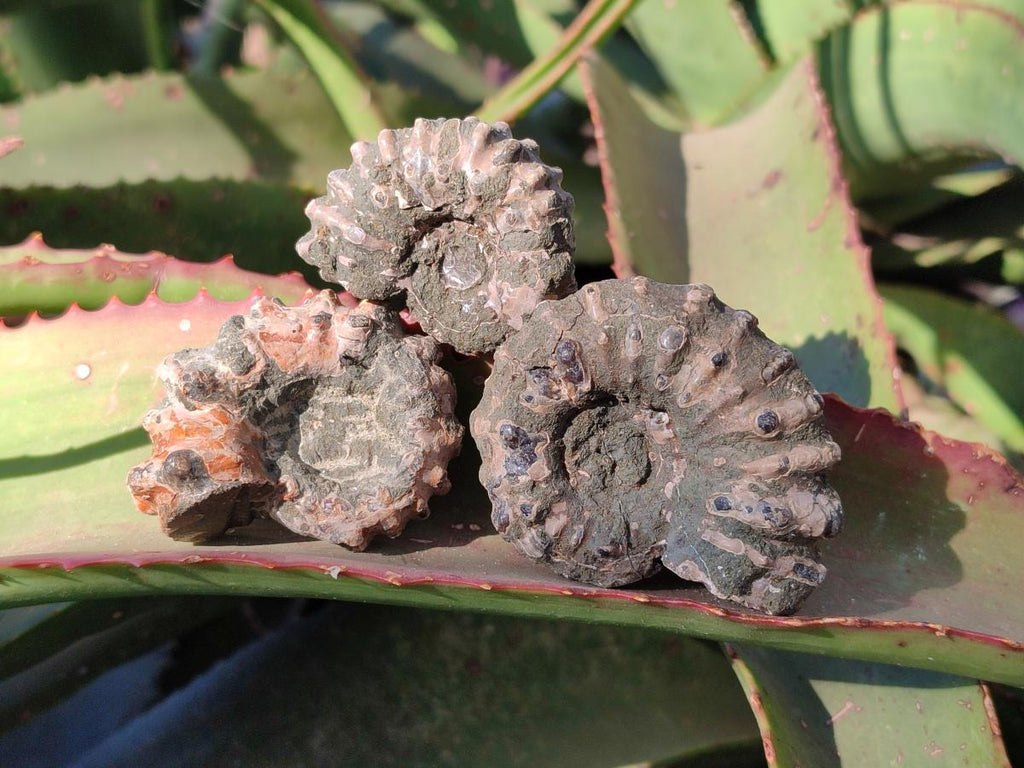 Natural Douvilleiceras Ammolite Ammonite Fossils x 24 From Maintirano, Madagascar - Toprock Gemstones and Minerals 