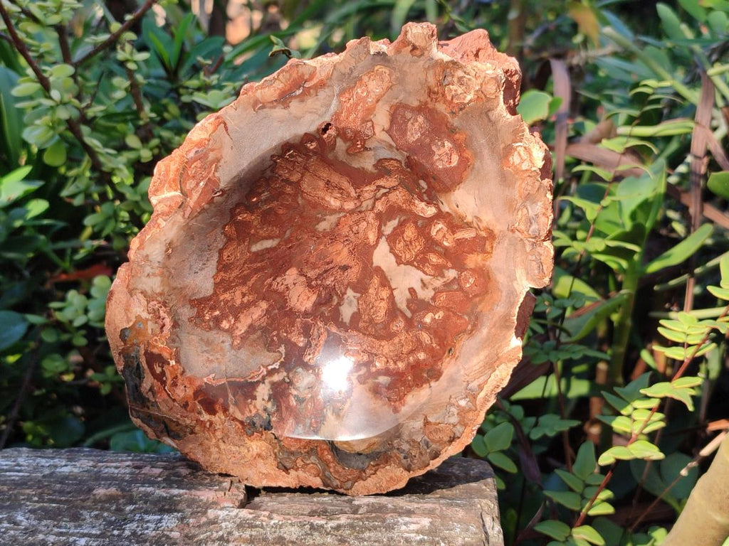 Polished Large Red Podocarpus Petrified Wood Astray x 1 From Mahajanga, Madagascar - Toprock Gemstones and Minerals 