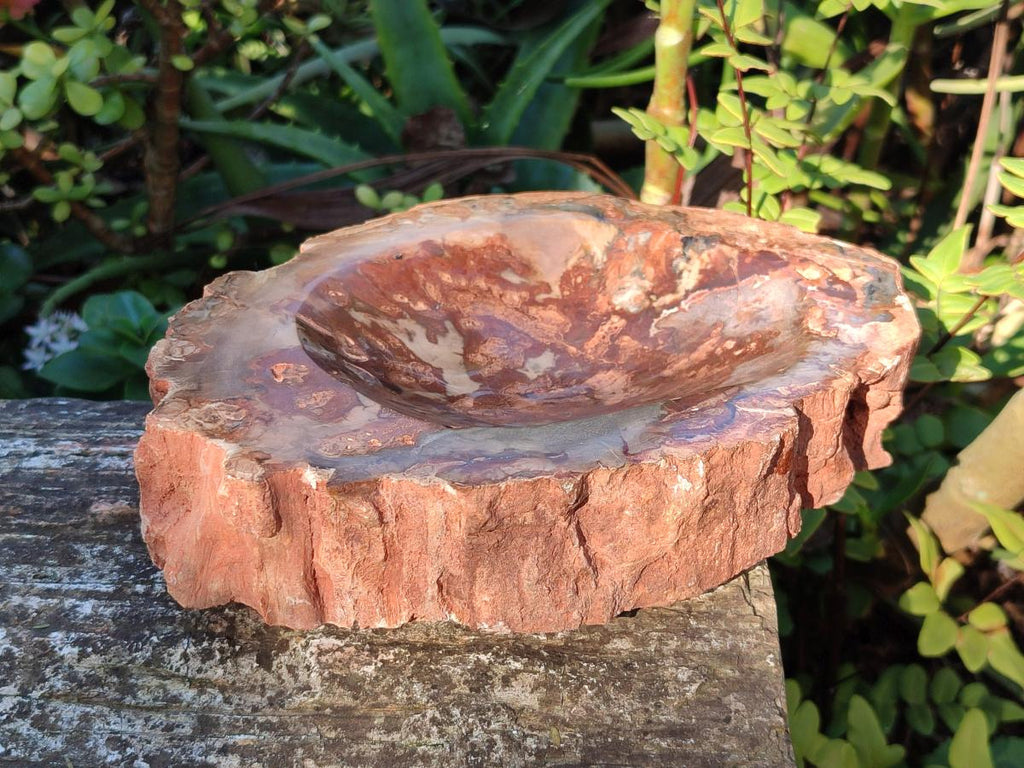 Polished Large Red Podocarpus Petrified Wood Astray x 1 From Mahajanga, Madagascar - Toprock Gemstones and Minerals 
