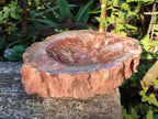 Polished Large Red Podocarpus Petrified Wood Astray x 1 From Mahajanga, Madagascar - Toprock Gemstones and Minerals 
