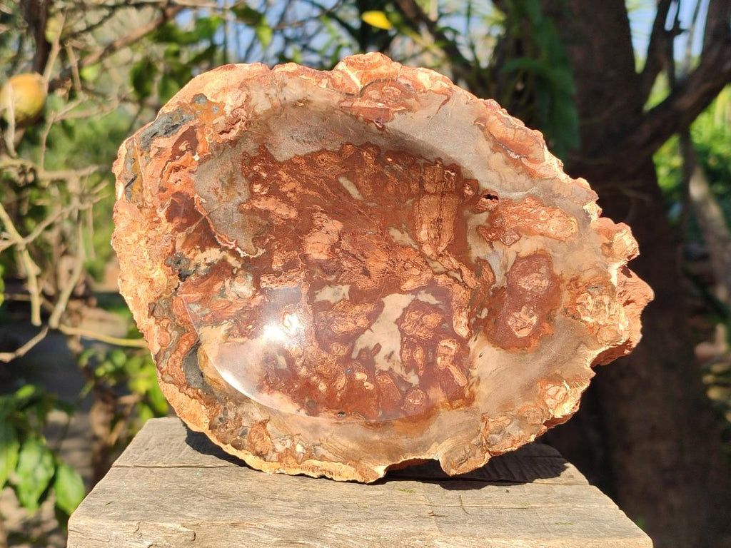 Polished Large Red Podocarpus Petrified Wood Astray x 1 From Mahajanga, Madagascar - Toprock Gemstones and Minerals 
