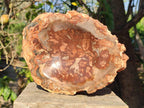 Polished Large Red Podocarpus Petrified Wood Astray x 1 From Mahajanga, Madagascar - Toprock Gemstones and Minerals 