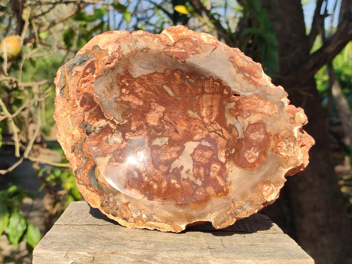 Polished Large Red Podocarpus Petrified Wood Astray x 1 From Mahajanga, Madagascar - Toprock Gemstones and Minerals 