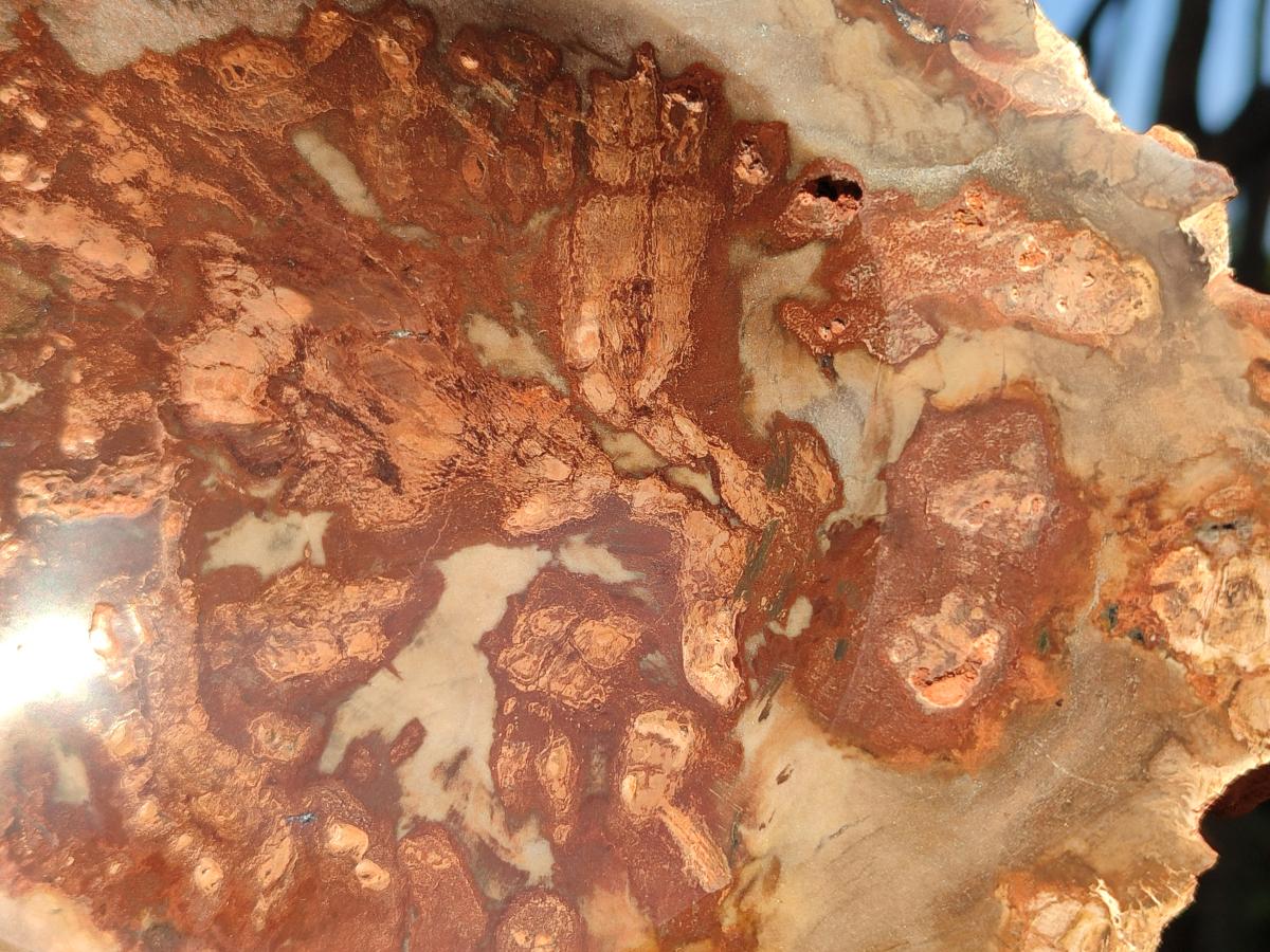 Polished Large Red Podocarpus Petrified Wood Astray x 1 From Mahajanga, Madagascar - Toprock Gemstones and Minerals 