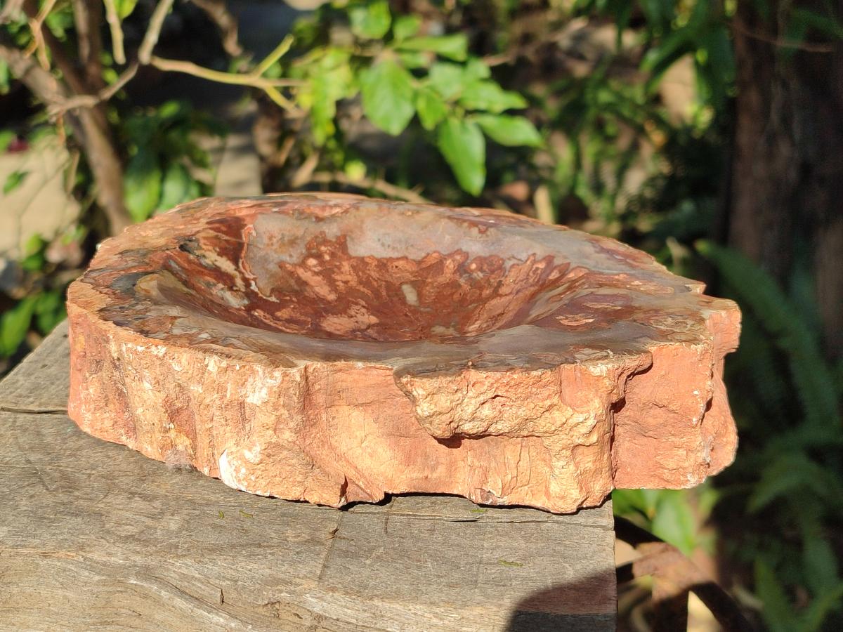 Polished Large Red Podocarpus Petrified Wood Astray x 1 From Mahajanga, Madagascar - Toprock Gemstones and Minerals 