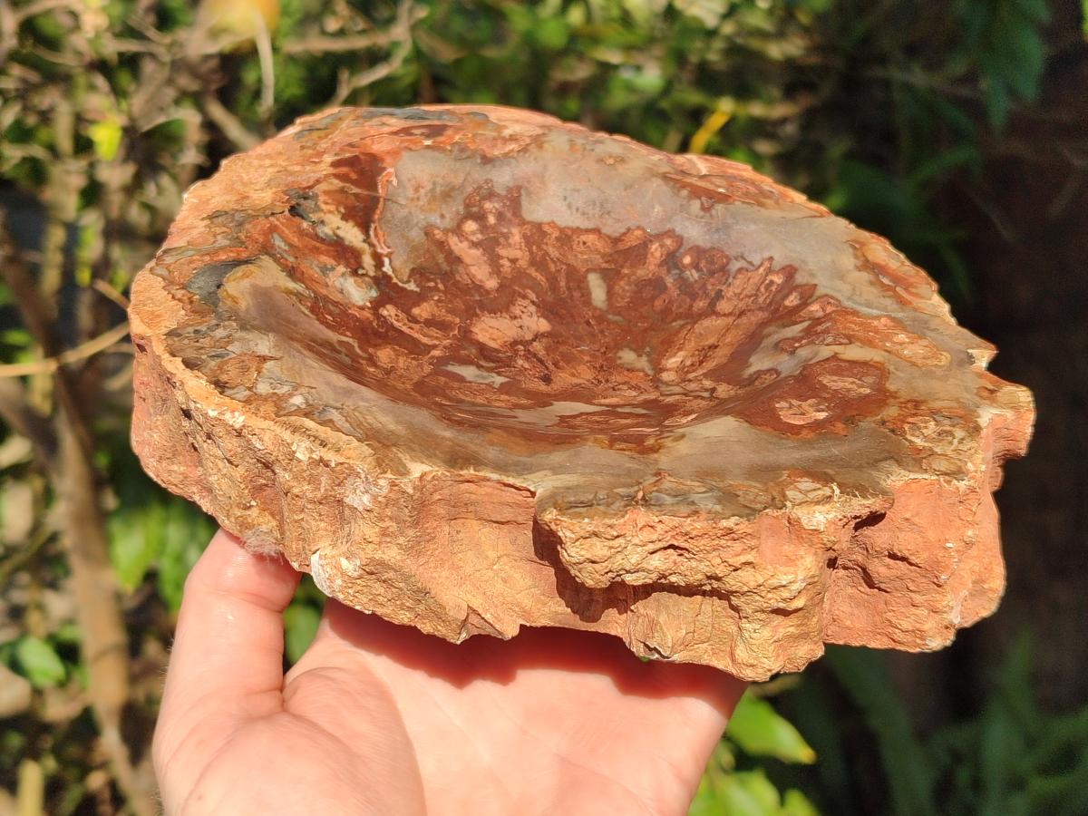 Polished Large Red Podocarpus Petrified Wood Astray x 1 From Mahajanga, Madagascar - Toprock Gemstones and Minerals 