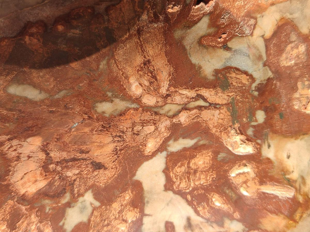 Polished Large Red Podocarpus Petrified Wood Astray x 1 From Mahajanga, Madagascar - Toprock Gemstones and Minerals 