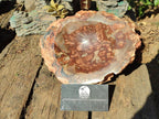 Polished Large Red Podocarpus Petrified Wood Astray x 1 From Mahajanga, Madagascar - Toprock Gemstones and Minerals 