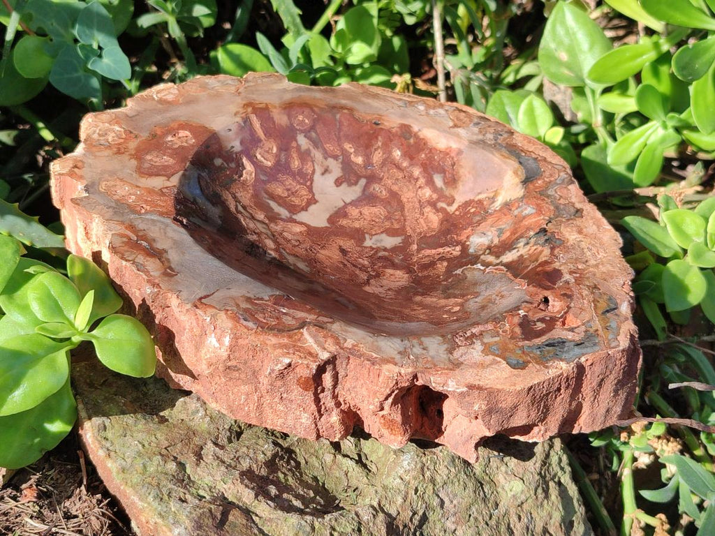 Polished Large Red Podocarpus Petrified Wood Astray x 1 From Mahajanga, Madagascar - Toprock Gemstones and Minerals 