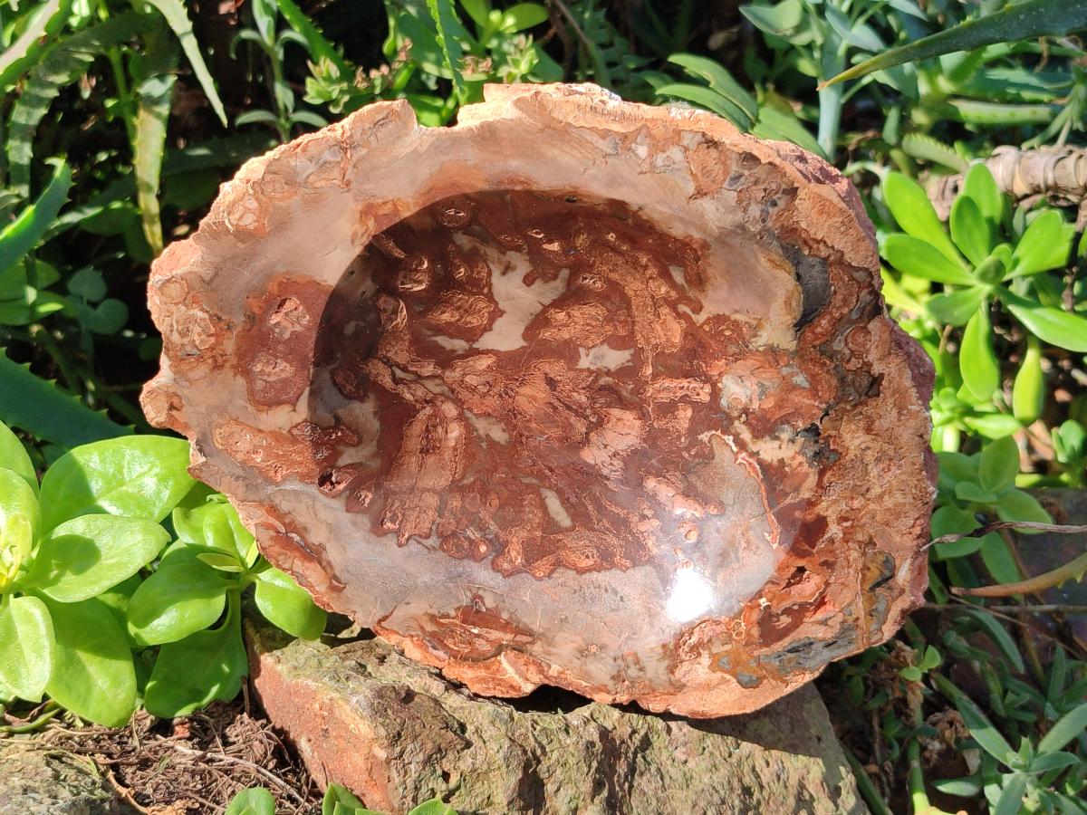 Polished Large Red Podocarpus Petrified Wood Astray x 1 From Mahajanga, Madagascar - Toprock Gemstones and Minerals 