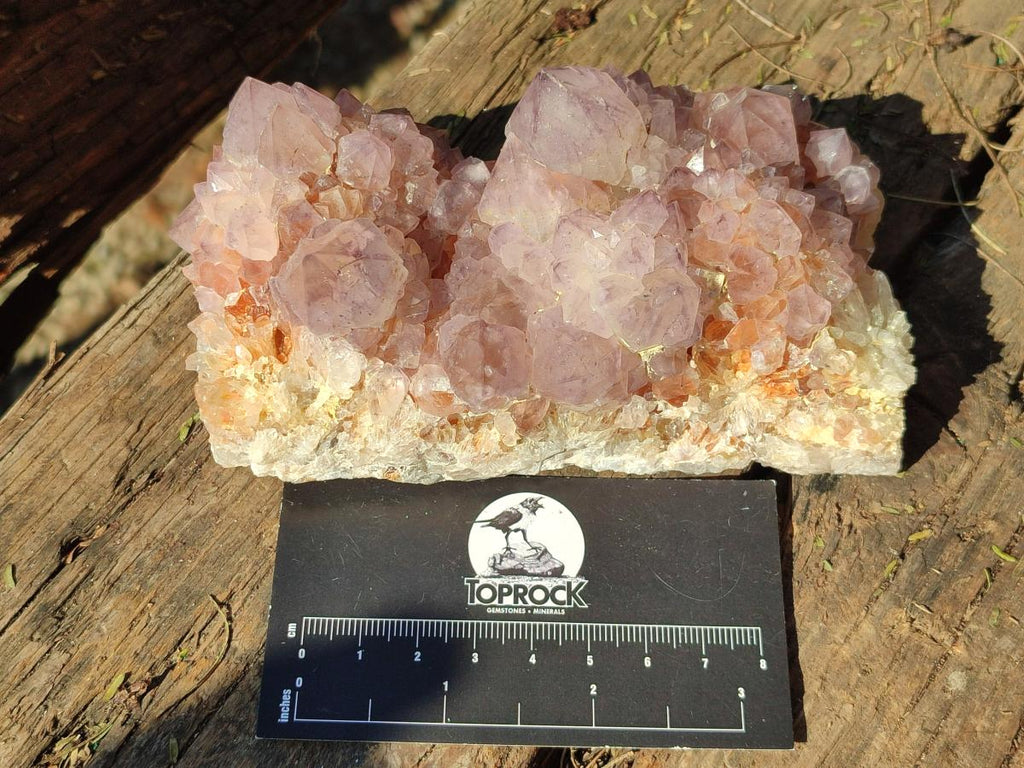 Natural Spirit Amethyst Clusters x 4 From Boekenhouthoek, South Africa - Toprock Gemstones and Minerals 