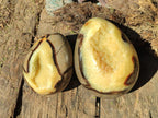 Polished Septerye Eggs x 2 From Mahajanga, Madagascar - Toprock Gemstones and Minerals 