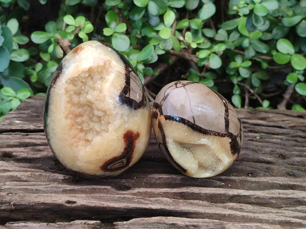 Polished Septerye Eggs x 2 From Mahajanga, Madagascar - Toprock Gemstones and Minerals 