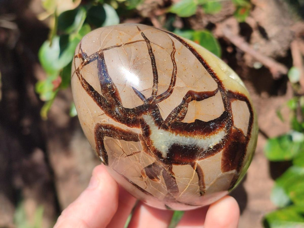 Polished Septerye Eggs x 2 From Mahajanga, Madagascar - Toprock Gemstones and Minerals 