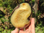 Polished Septerye Eggs x 2 From Mahajanga, Madagascar - Toprock Gemstones and Minerals 