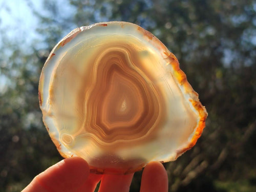 Polished Banded Agate Slices with Natural Edging x 12 From Madagascar - Toprock Gemstones and Minerals 