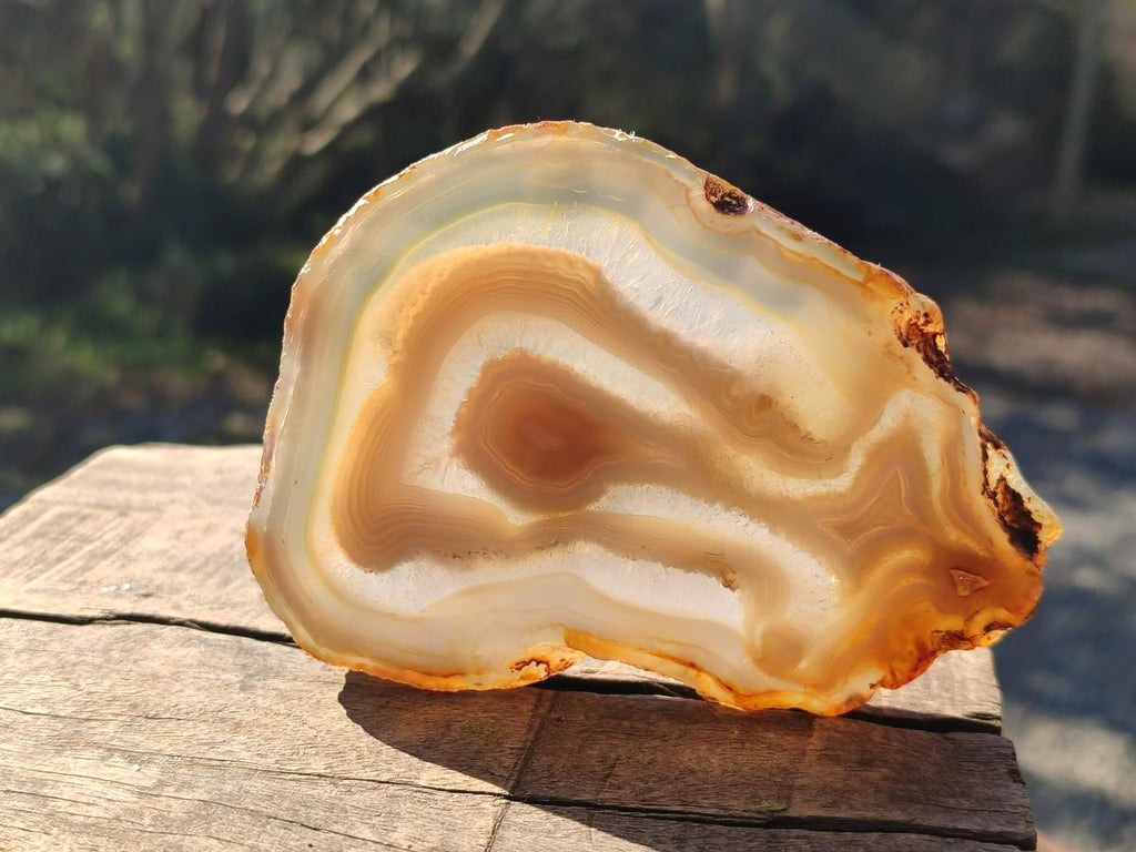 Polished Banded Agate Slices with Natural Edging x 12 From Madagascar - Toprock Gemstones and Minerals 