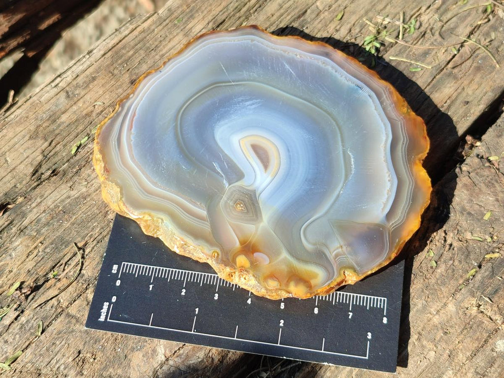 Polished Banded Agate Slices with Natural Edging x 12 From Madagascar - Toprock Gemstones and Minerals 