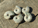 Natural Mini Whole Cleoniceras Ammonite Fossils With Iridescent Ammolite Shells x 70 From Maintirano, Madagascar - Toprock Gemstones and Minerals 