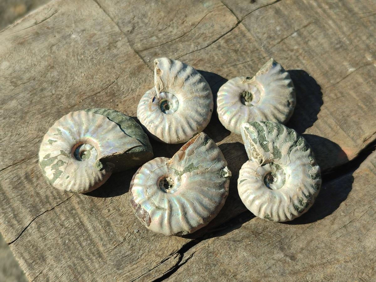 Natural Mini Whole Cleoniceras Ammonite Fossils With Iridescent Ammolite Shells x 70 From Maintirano, Madagascar - Toprock Gemstones and Minerals 