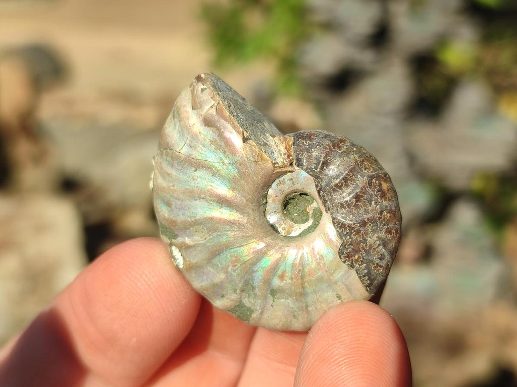 Natural Mini Whole Cleoniceras Ammonite Fossils With Iridescent Ammolite Shells x 70 From Maintirano, Madagascar - Toprock Gemstones and Minerals 