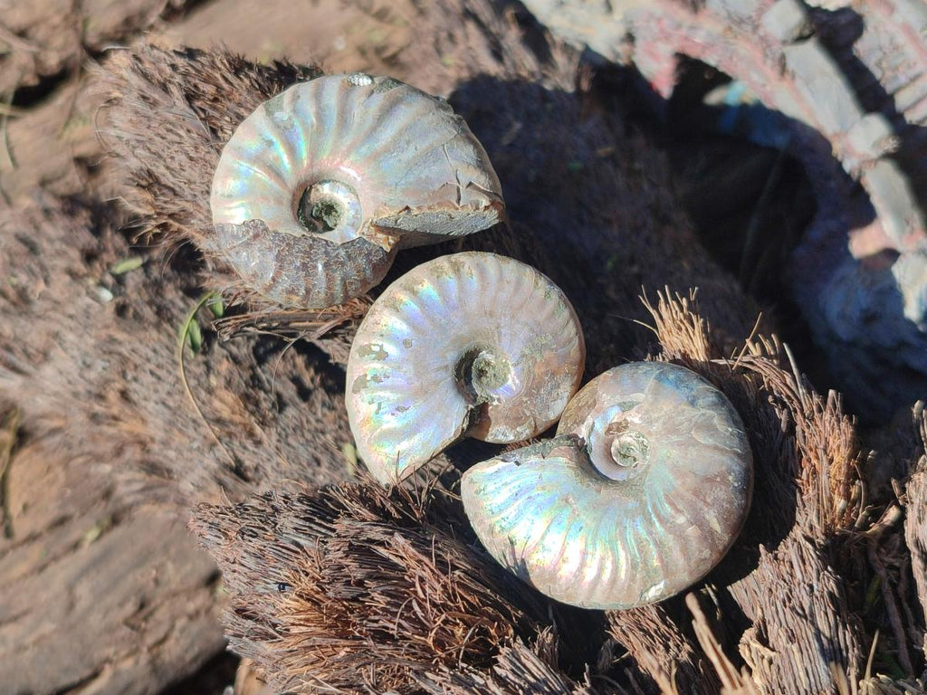 Natural Mini Whole Cleoniceras Ammonite Fossils With Iridescent Ammolite Shells x 70 From Maintirano, Madagascar - Toprock Gemstones and Minerals 