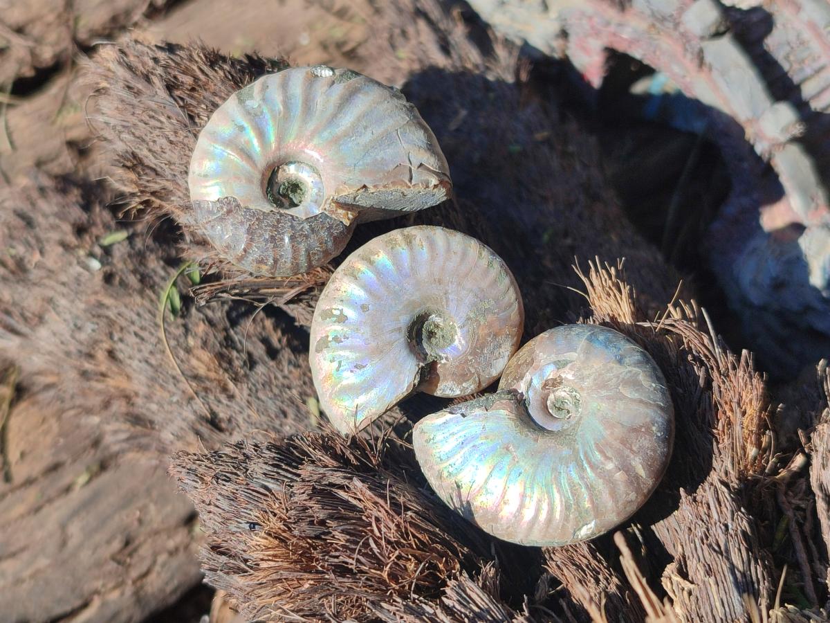 Natural Mini Whole Cleoniceras Ammonite Fossils With Iridescent Ammolite Shells x 70 From Maintirano, Madagascar - Toprock Gemstones and Minerals 
