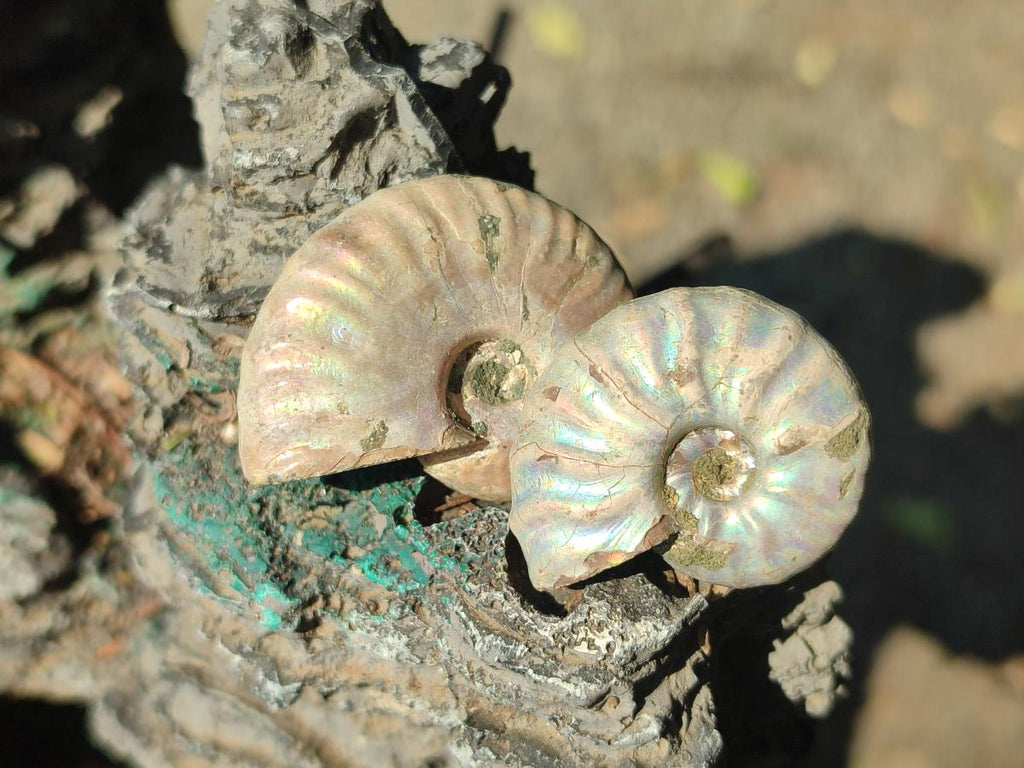 Natural Mini Whole Cleoniceras Ammonite Fossils With Iridescent Ammolite Shells x 70 From Maintirano, Madagascar - Toprock Gemstones and Minerals 