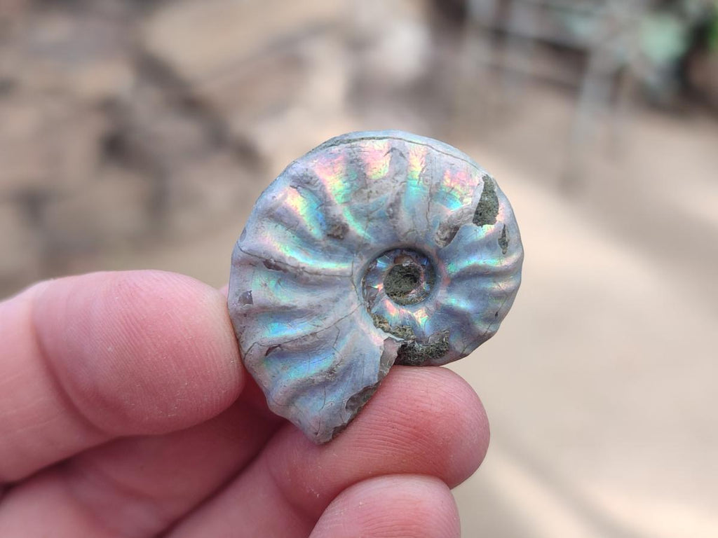 Natural Mini Whole Cleoniceras Ammonite Fossils With Iridescent Ammolite Shells x 70 From Maintirano, Madagascar - Toprock Gemstones and Minerals 