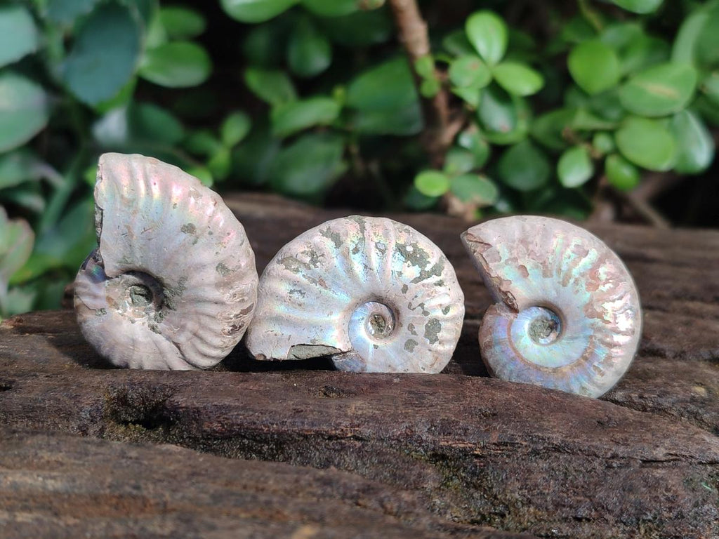 Natural Mini Whole Cleoniceras Ammonite Fossils With Iridescent Ammolite Shells x 70 From Maintirano, Madagascar - Toprock Gemstones and Minerals 