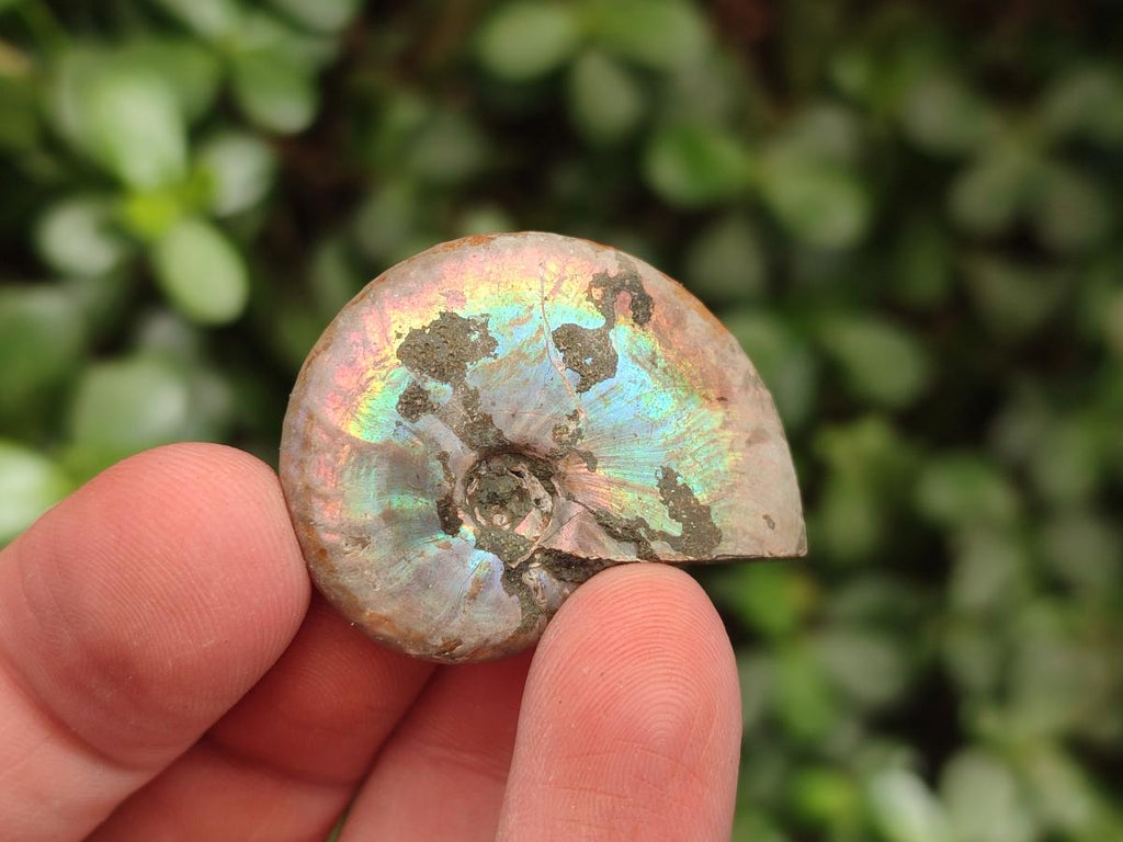 Natural Mini Whole Cleoniceras Ammonite Fossils With Iridescent Ammolite Shells x 70 From Maintirano, Madagascar - Toprock Gemstones and Minerals 