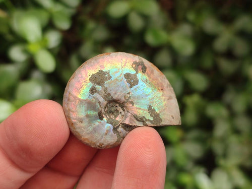 Natural Mini Whole Cleoniceras Ammonite Fossils With Iridescent Ammolite Shells x 70 From Maintirano, Madagascar - Toprock Gemstones and Minerals 