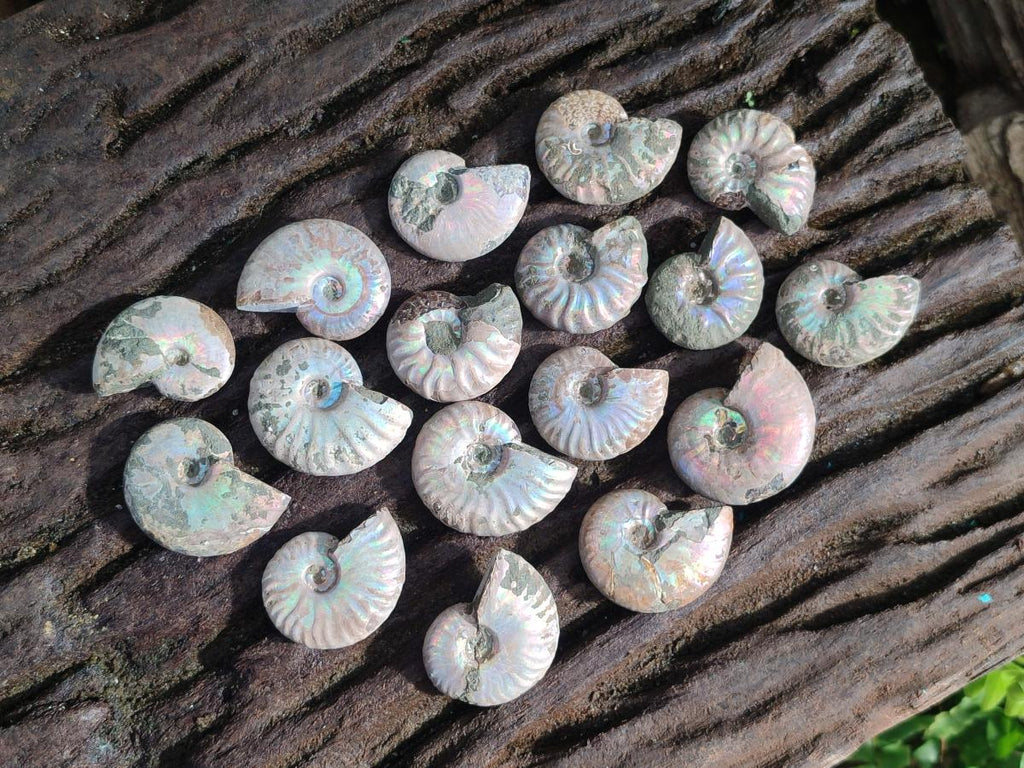 Natural Mini Whole Cleoniceras Ammonite Fossils With Iridescent Ammolite Shells x 70 From Maintirano, Madagascar - Toprock Gemstones and Minerals 