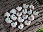 Natural Mini Whole Cleoniceras Ammonite Fossils With Iridescent Ammolite Shells x 70 From Maintirano, Madagascar - Toprock Gemstones and Minerals 