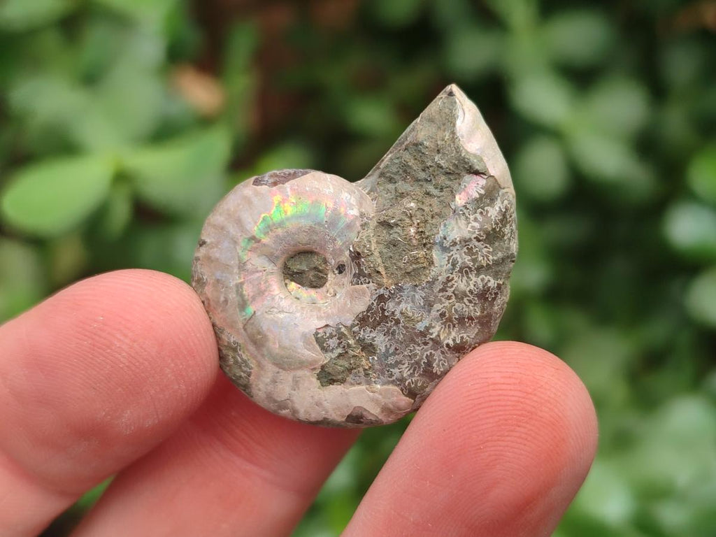 Natural Mini Whole Cleoniceras Ammonite Fossils With Iridescent Ammolite Shells x 70 From Maintirano, Madagascar - Toprock Gemstones and Minerals 