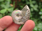 Natural Mini Whole Cleoniceras Ammonite Fossils With Iridescent Ammolite Shells x 70 From Maintirano, Madagascar - Toprock Gemstones and Minerals 