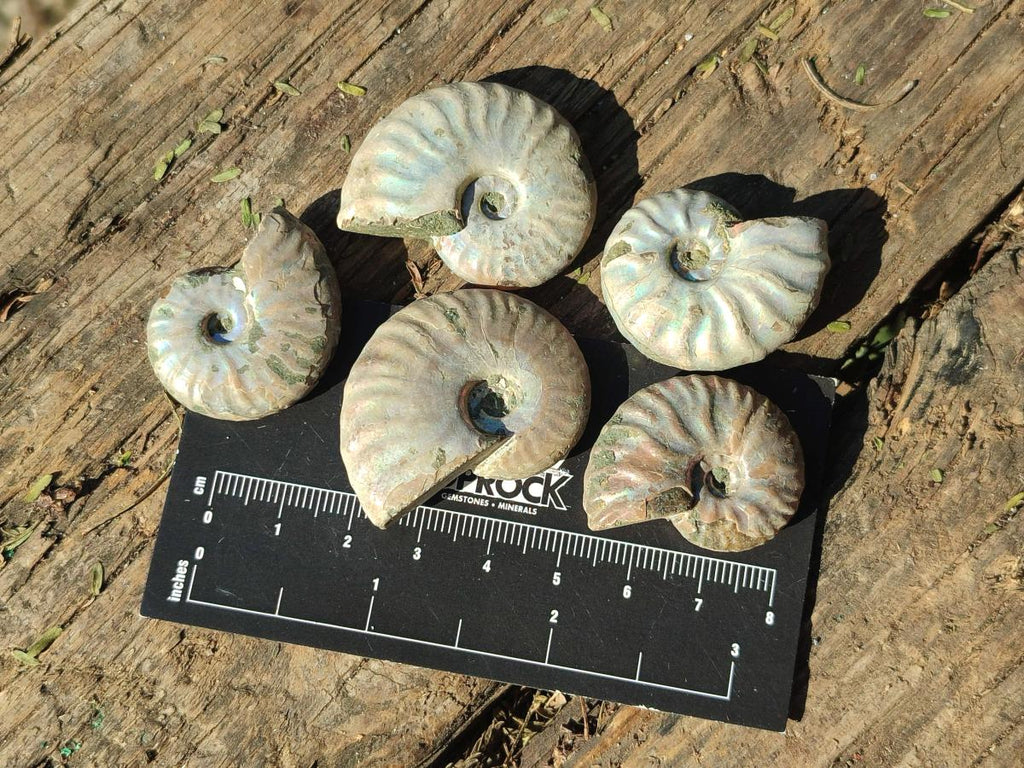 Natural Mini Whole Cleoniceras Ammonite Fossils With Iridescent Ammolite Shells x 70 From Maintirano, Madagascar - Toprock Gemstones and Minerals 