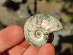 Natural Mini Whole Cleoniceras Ammonite Fossils With Iridescent Ammolite Shells x 70 From Maintirano, Madagascar - Toprock Gemstones and Minerals 