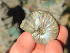 Natural Mini Whole Cleoniceras Ammonite Fossils With Iridescent Ammolite Shells x 70 From Maintirano, Madagascar - Toprock Gemstones and Minerals 