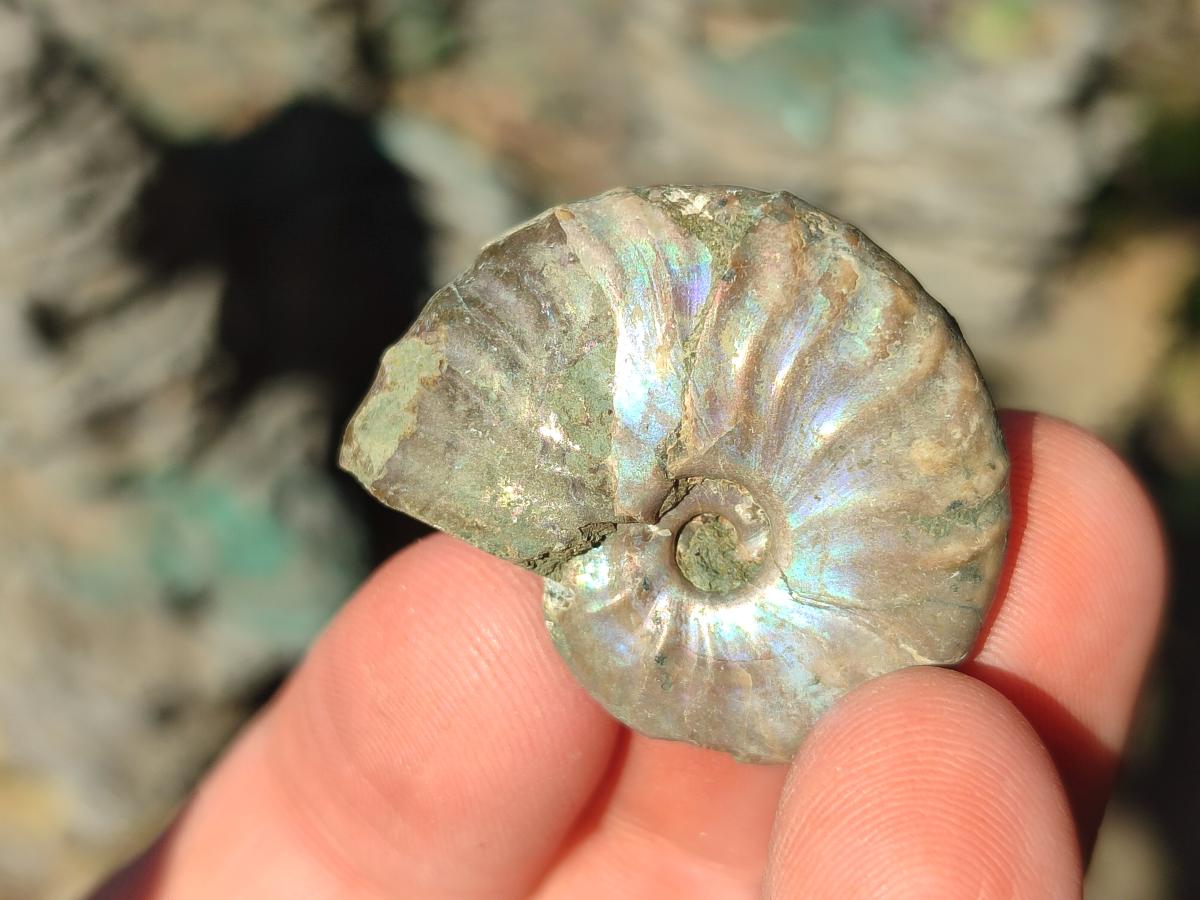 Natural Mini Whole Cleoniceras Ammonite Fossils With Iridescent Ammolite Shells x 70 From Maintirano, Madagascar - Toprock Gemstones and Minerals 