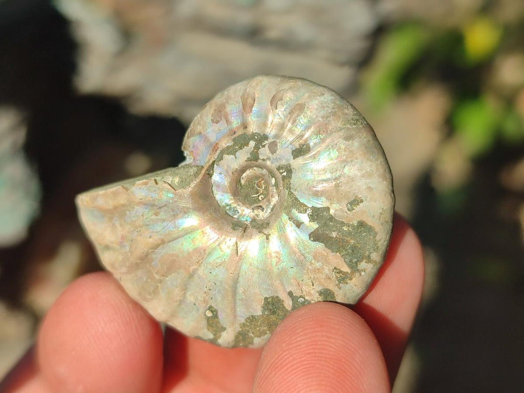 Natural Mini Whole Cleoniceras Ammonite Fossils With Iridescent Ammolite Shells x 70 From Maintirano, Madagascar - Toprock Gemstones and Minerals 