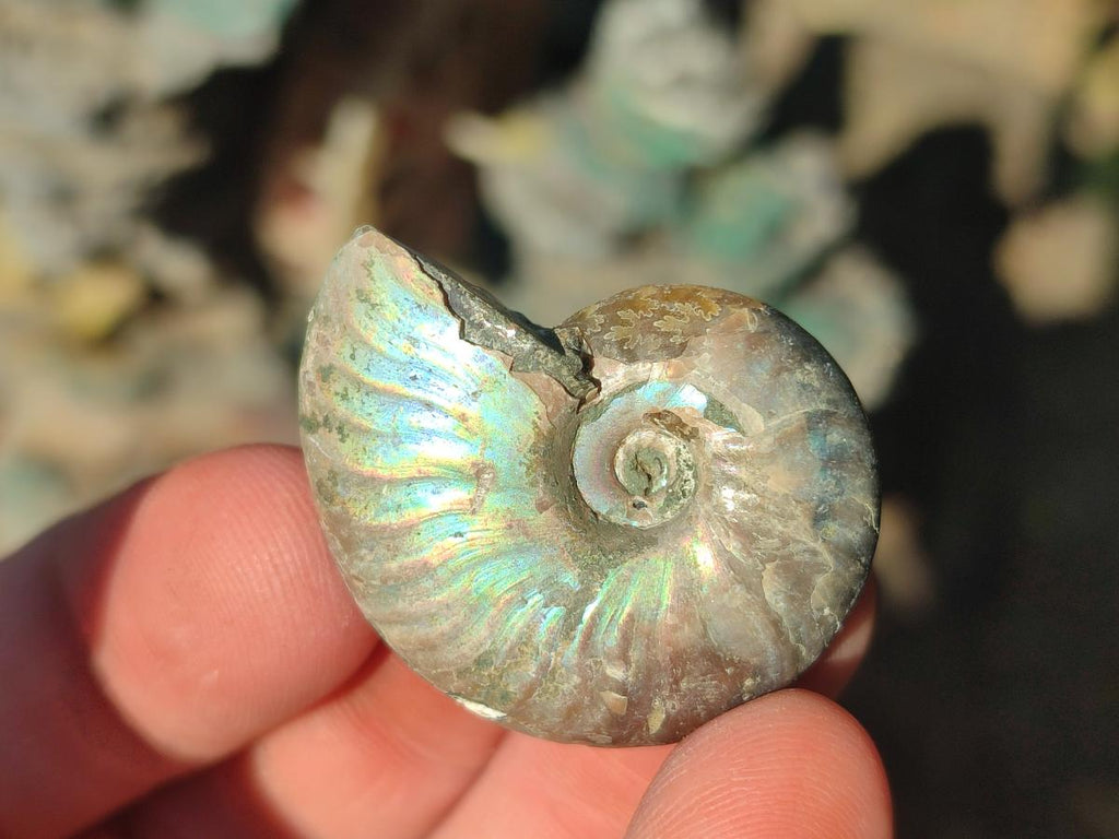 Natural Mini Whole Cleoniceras Ammonite Fossils With Iridescent Ammolite Shells x 70 From Maintirano, Madagascar - Toprock Gemstones and Minerals 