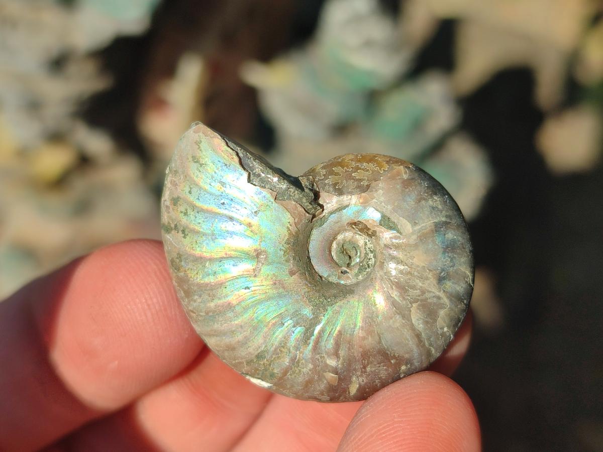 Natural Mini Whole Cleoniceras Ammonite Fossils With Iridescent Ammolite Shells x 70 From Maintirano, Madagascar - Toprock Gemstones and Minerals 