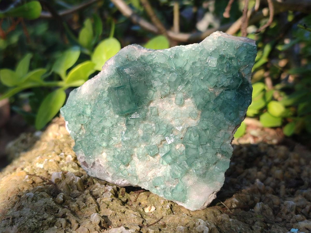 Natural Green Cubic Fluorite Specimens x 12 From Mandrosonoro, Madagascar - Toprock Gemstones and Minerals 