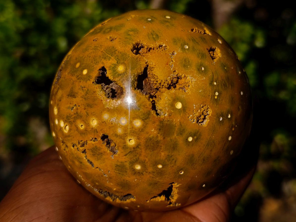 Polished Ocean Jasper Spheres x 2 From Northwest Coast, Madagascar - Toprock Gemstones and Minerals 