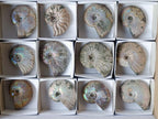 Natural Whole Cleoniceras Ammonite Fossils With Iridescent Ammolite Shells x 12 From Maintirano, Madagascar - Toprock Gemstones and Minerals 