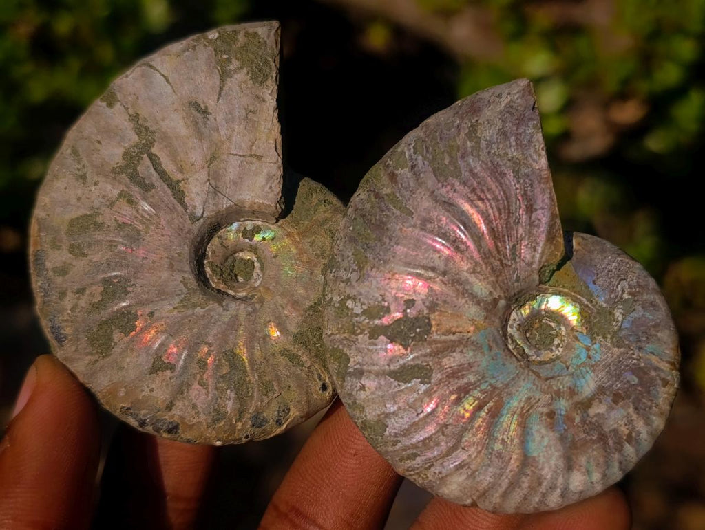 Natural Whole Cleoniceras Ammonite Fossils With Iridescent Ammolite Shells x 12 From Maintirano, Madagascar - Toprock Gemstones and Minerals 