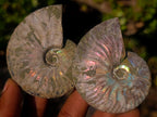Natural Whole Cleoniceras Ammonite Fossils With Iridescent Ammolite Shells x 12 From Maintirano, Madagascar - Toprock Gemstones and Minerals 